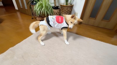 床の上に立って立ち止まる犬