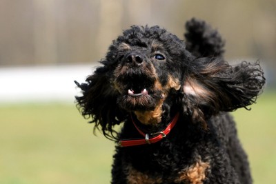 吠える黒い犬、赤い首輪