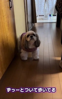 カメラ目線の小梅ちゃん