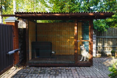 犬小屋の犬