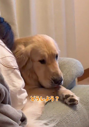 何か考えている様子の犬