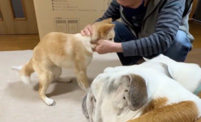 犬の首を撫でるおじいちゃん