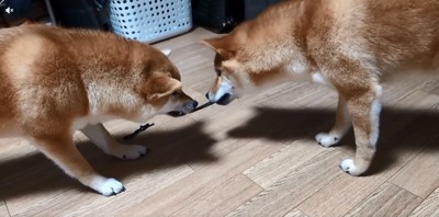 ゴムを咥え直すばくさん