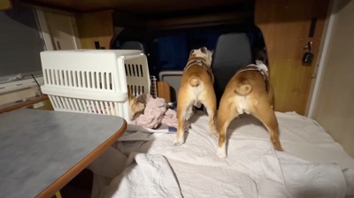車の中で動き回るお兄ちゃん犬とお姉ちゃん犬を、ケージの中から見つめる犬