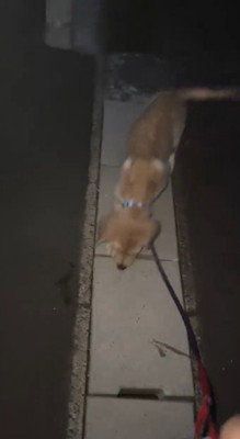 側溝の上を歩く犬