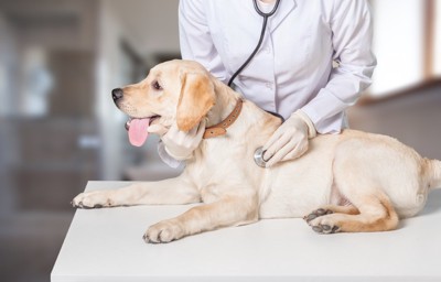 診察を受ける犬