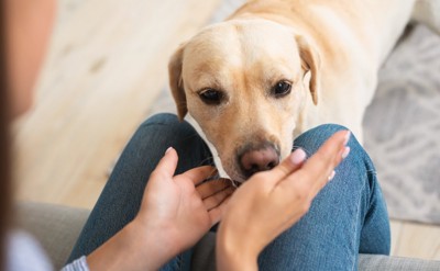 手の匂いを嗅ぐ犬
