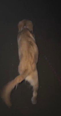 家とは反対の方向に歩き出す犬