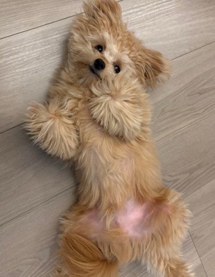 普段のもふもふで可愛い姿♡