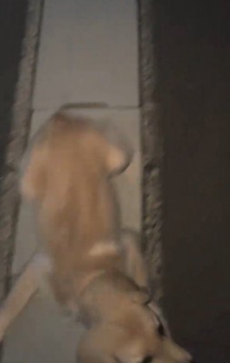 飼い主の言葉を聞いて体を起こす犬