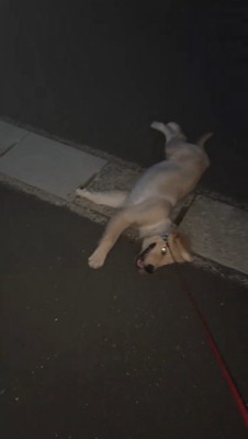 側溝の蓋の上で寝転がる犬