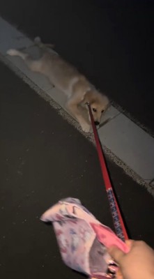 側溝のフタの上に寝転がる犬