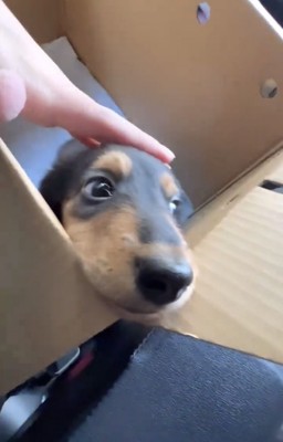 撫でられながら見つめる犬