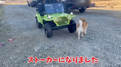 ミニカーの側を歩き回る柴犬