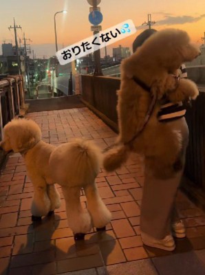 降ろそうとすると抵抗！
