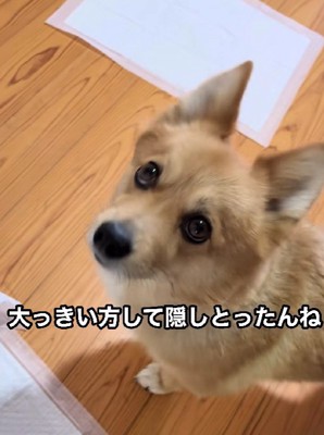 「ごめんなさい」
