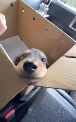 箱から顔を出す犬