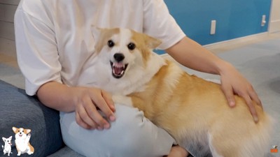 「絶対に降りるもんか！」と拒否