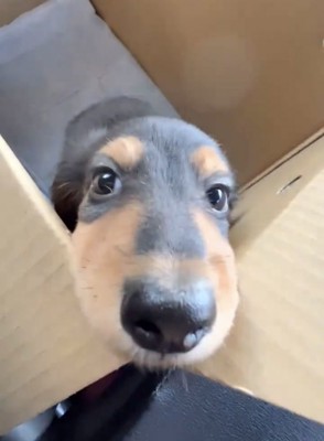 上目遣いをする犬