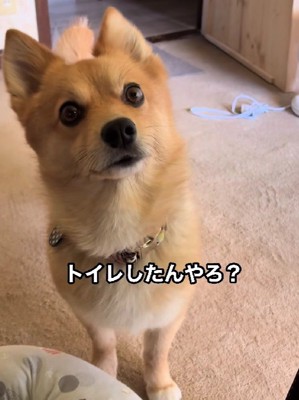 何かを伝えに来たサクちゃん