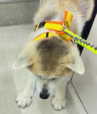 「行きたくないよ〜」