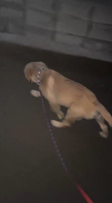 楽しそうに道路を歩く犬