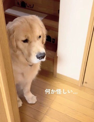 「なんか怪しい…」