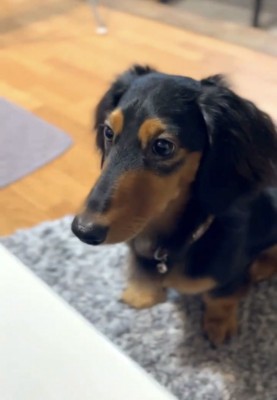 座って見上げる犬