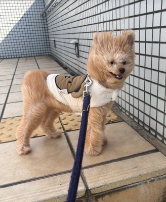 強風のせいで面白い姿に！