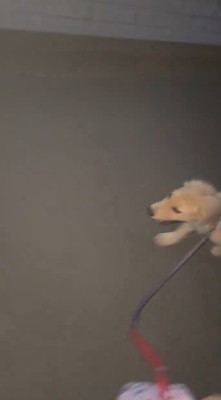 夜道を歩く犬と飼い主