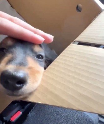 頭を撫でられる犬