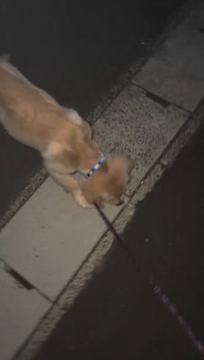 側溝に顔を近づける犬