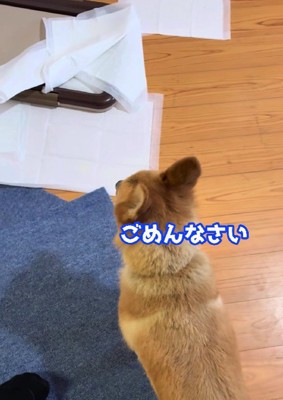 トイレシートが散乱!!