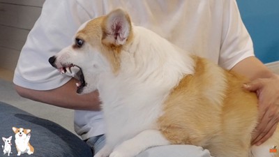 動こうとしたら激怒！