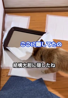「ここに隠してたの」