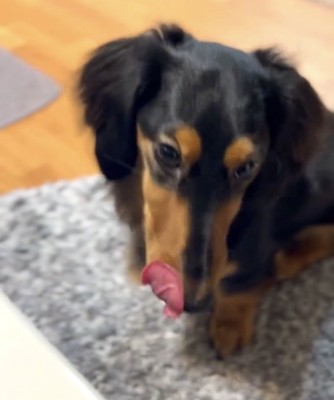 舌を出す犬