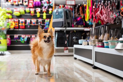 犬用グッズ売り場、茶白の犬