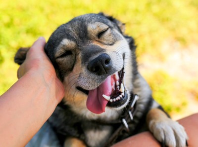 笑顔で頭を撫でられる犬