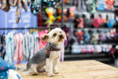 店内、テーブルの上の犬