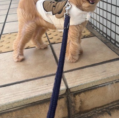 お散歩中のからあげ君