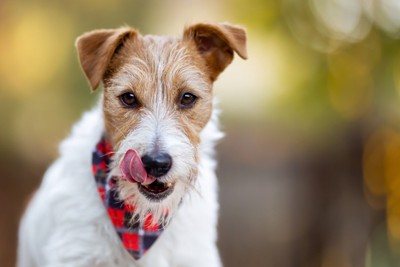 口元を舐める犬
