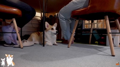 食事中は足元で待機