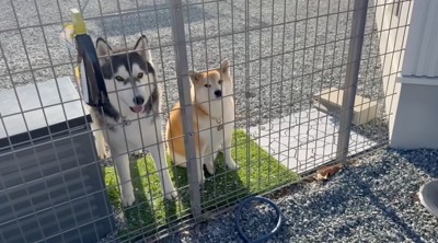 フェンスの向こうから駐車場を覗く2頭の犬