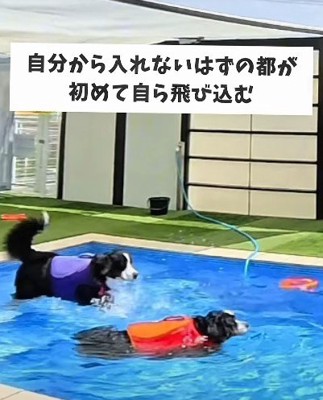 初めてプールへ飛び込んだ