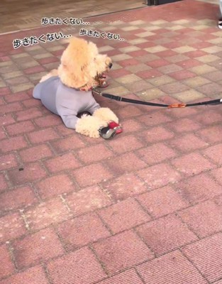 「もう歩きたくない！」