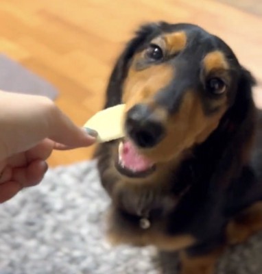 リンゴを食べる犬