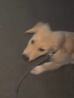 隣にいる飼い主に視線を送る犬