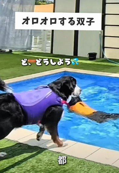 プールに入れない都ちゃん