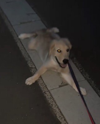 寝転がりながら顔を上げる犬