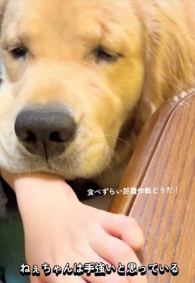 「お腹が空いて倒れそう…」